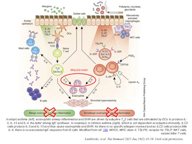 In atopic asthma (left), eosinophilic airway inflammation and BHR are