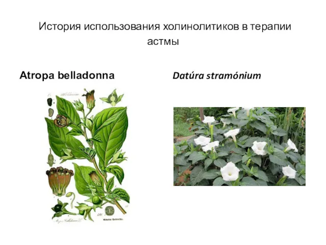 История использования холинолитиков в терапии астмы Atropa belladonna Datúra stramónium