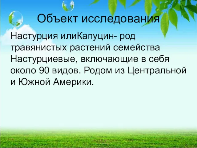 Объект исследования Настурция илиКапуцин- род травянистых растений семейства Настурциевые, включающие