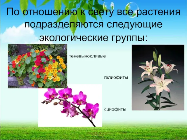 По отношению к свету все растения подразделяются следующие экологические группы: гелиофиты сциофиты теневыносливые