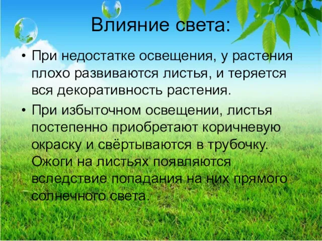 Влияние света: При недостатке освещения, у растения плохо развиваются листья,