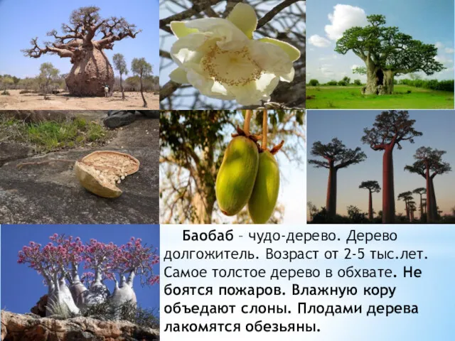 Баобаб – чудо-дерево. Дерево долгожитель. Возраст от 2-5 тыс.лет. Самое толстое дерево в