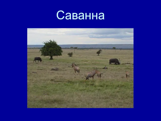 Саванна