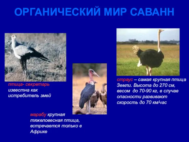 ОРГАНИЧЕСКИЙ МИР САВАНН страус – самая крупная птица Земли. Высота