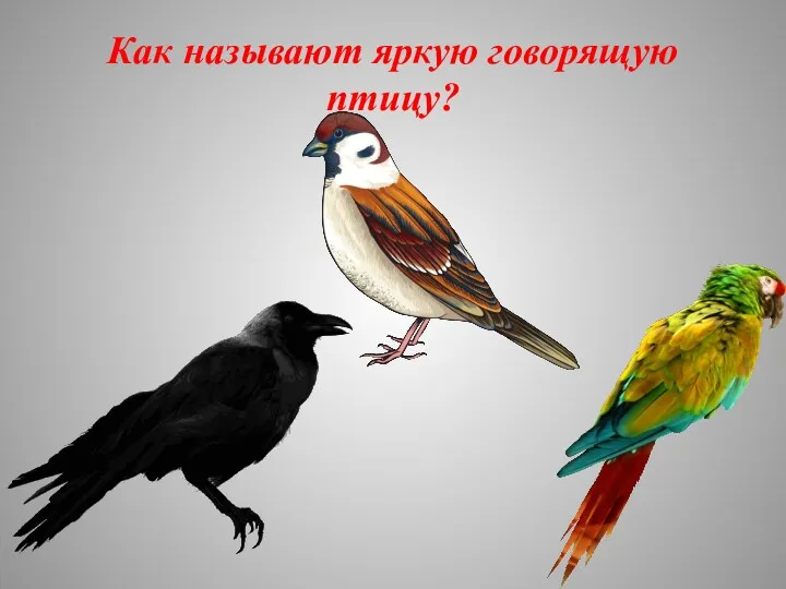 Как называют яркую говорящую птицу?