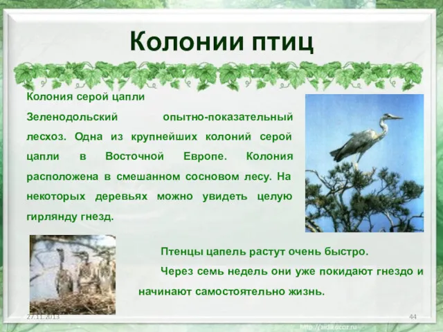 Колонии птиц Колония серой цапли Зеленодольский опытно-показательный лесхоз. Одна из