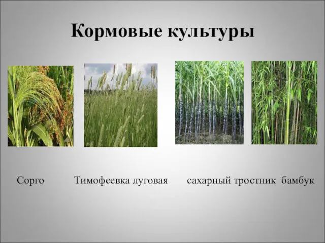 Кормовые культуры Сорго Тимофеевка луговая сахарный тростник бамбук