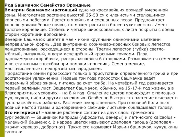 Род Башмачок Семейство Орхидные Венерин башмачок настоящий одна из красивейших