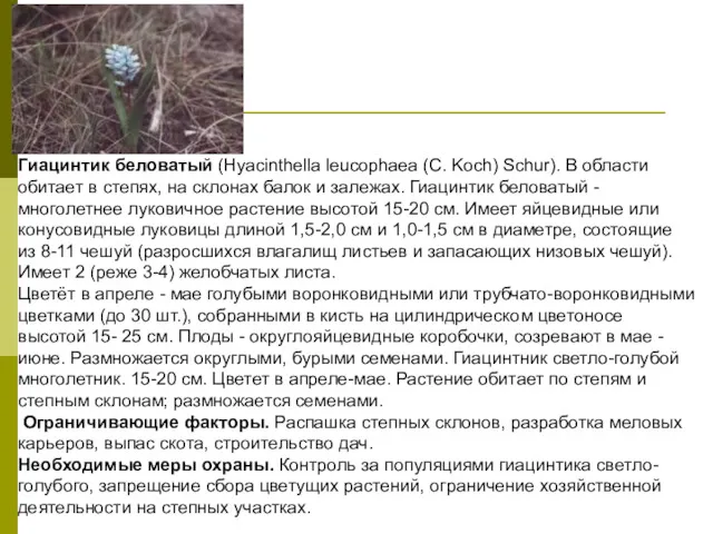 Гиацинтик беловатый (Hyacinthella leucophaea (С. Koch) Schur). В области обитает