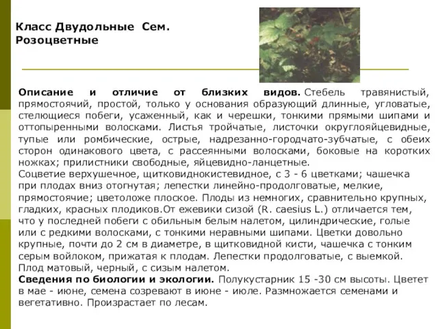 Описание и отличие от близких видов. Стебель травянистый, прямостоячий, простой,