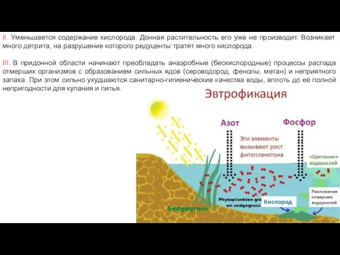 II. Уменьшается содержание кислорода. Донная растительность его уже не производит.