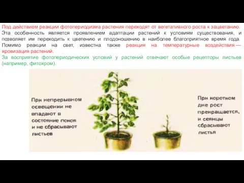 Под действием реакции фотопериодизма растения переходят от вегетативного роста к
