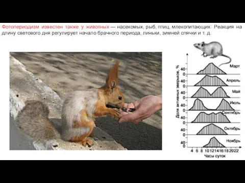 Фотопериодизм известен также у животных — насекомых, рыб, птиц, млекопитающих.