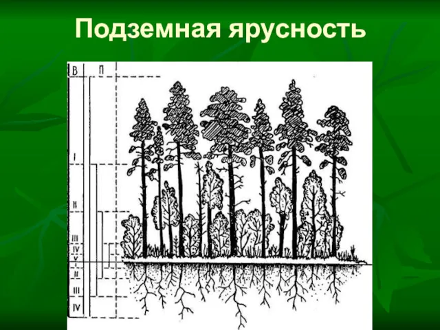 Подземная ярусность