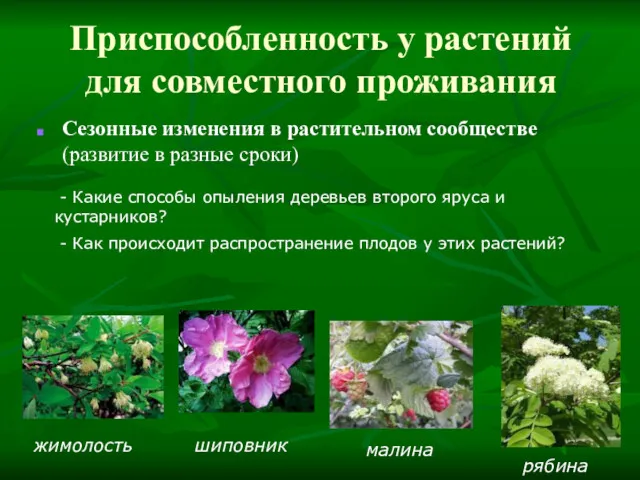 Приспособленность у растений для совместного проживания Сезонные изменения в растительном