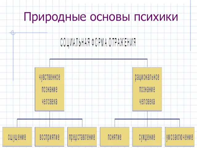 Природные основы психики