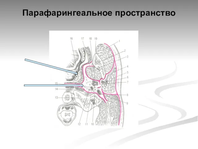 Парафарингеальное пространство