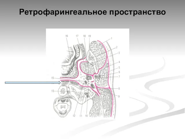 Ретрофарингеальное пространство