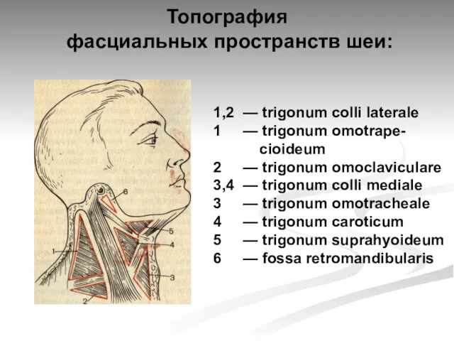 Топография фасциальных пространств шеи: 1,2 — trigonum colli laterale 1