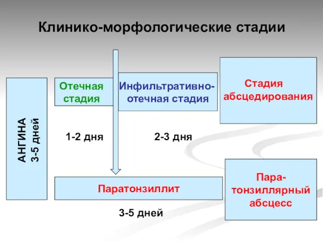 Клинико-морфологические стадии Отечная стадия Инфильтративно- отечная стадия Стадия абсцедирования л