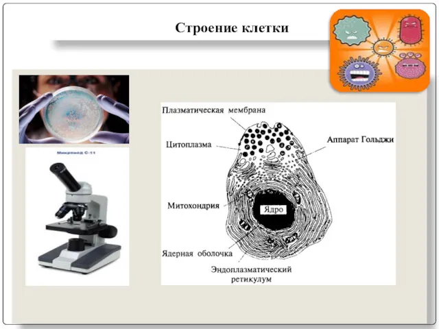 Строение клетки