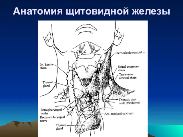 Анатомия щитовидной железы