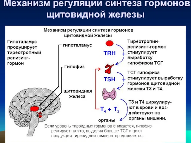 Механизм регуляции синтеза гормонов щитовидной железы