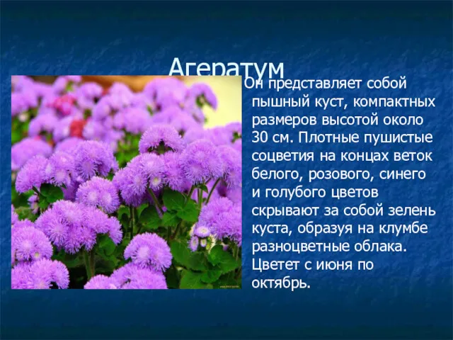 Агератум Он представляет собой пышный куст, компактных размеров высотой около