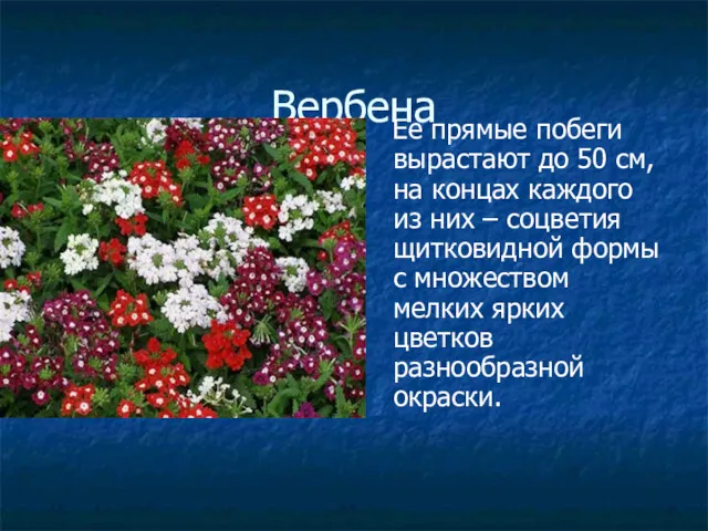 Вербена Ее прямые побеги вырастают до 50 см, на концах каждого из них