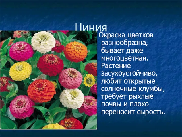 Циния Окраска цветков разнообразна, бывает даже многоцветная. Растение засухоустойчиво, любит