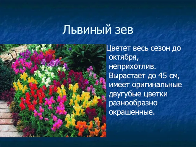 Львиный зев Цветет весь сезон до октября, неприхотлив. Вырастает до 45 см, имеет