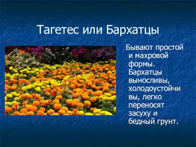 Тагетес или Бархатцы Бывают простой и махровой формы. Бархатцы выносливы,