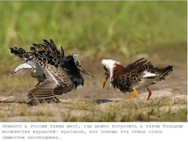 Немного в России таких мест, где можно встретить в таком