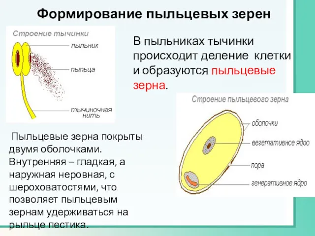 Формирование пыльцевых зерен В пыльниках тычинки происходит деление клетки и