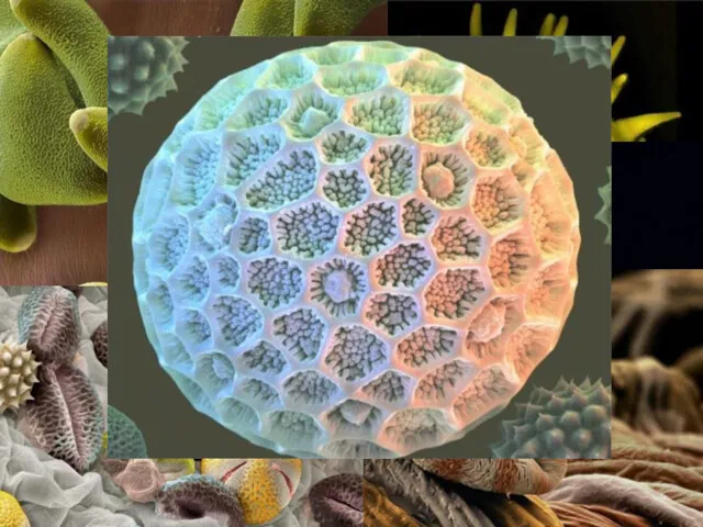 Под микроскопом видно, что пылинки разных растений совсем не одинаковы.