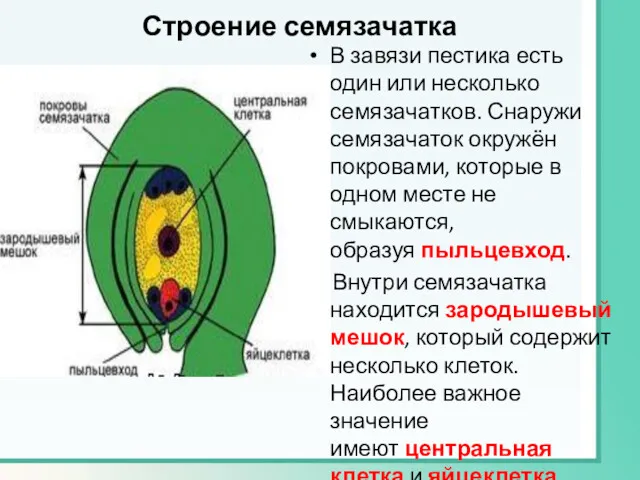 Строение семязачатка В завязи пестика есть один или несколько семязачатков.