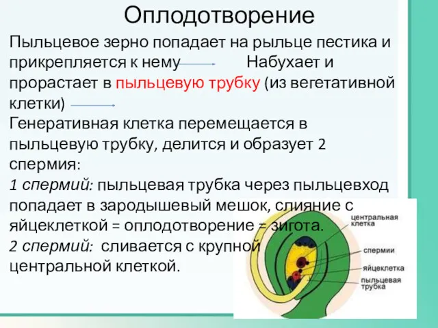 Оплодотворение Пыльцевое зерно попадает на рыльце пестика и прикрепляется к