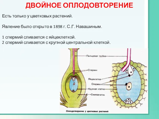 ДВОЙНОЕ ОПЛОДОВТОРЕНИЕ Есть только у цветковых растений. Явление было открыто