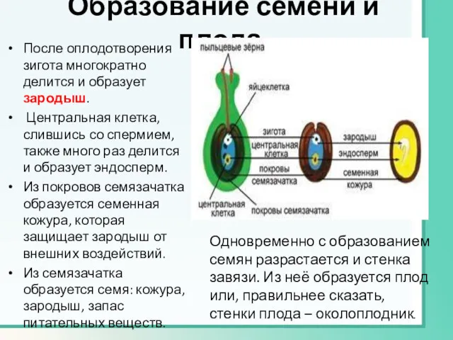 Образование семени и плода. После оплодотворения зигота многократно делится и