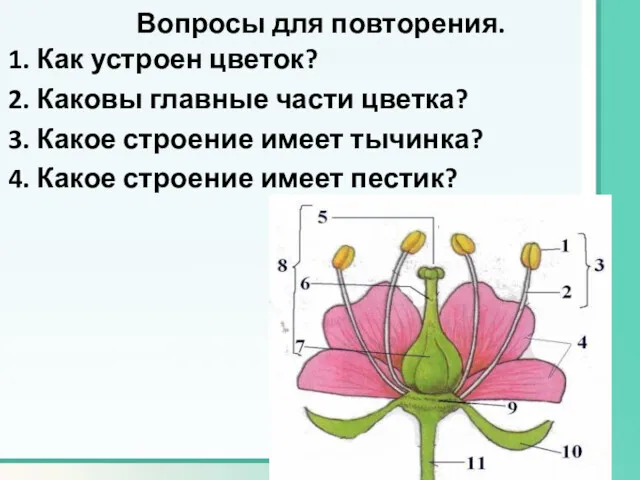 Вопросы для повторения. 1. Как устроен цветок? 2. Каковы главные