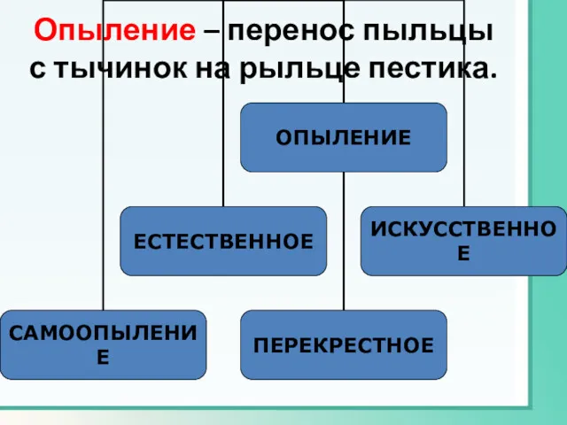 Опыление – перенос пыльцы с тычинок на рыльце пестика.