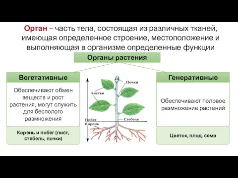 Органы растения Генеративные Вегетативные Орган – часть тела, состоящая из