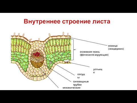 Внутреннее строение листа кожица (эпидермис) основная ткань (фотосинтезирующая) сосуды ситовидные трубки механические волокна устьице