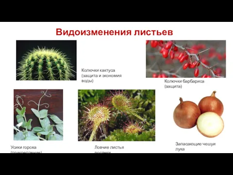 Колючки кактуса (защита и экономия воды) Видоизменения листьев Колючки барбариса