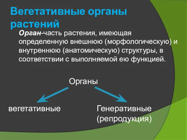 Вегетативные органы растений Орган-часть растения, имеющая определенную внешнюю (морфологическую) и