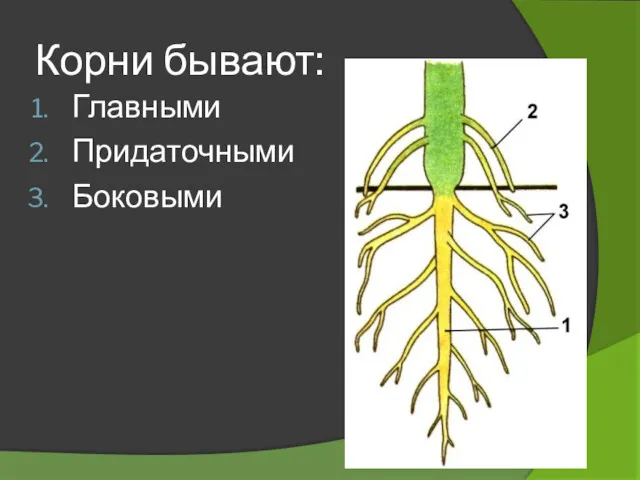 Корни бывают: Главными Придаточными Боковыми