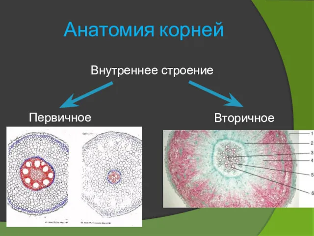 Анатомия корней Внутреннее строение Первичное Вторичное