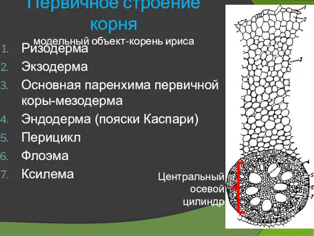 Первичное строение корня модельный объект-корень ириса Ризодерма Экзодерма Основная паренхима