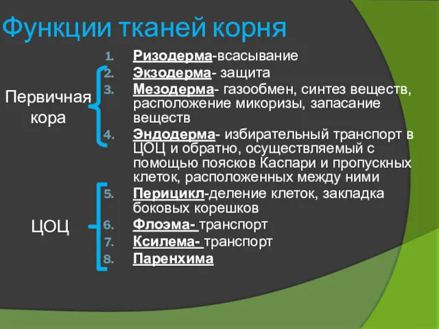 Ризодерма-всасывание Экзодерма- защита Мезодерма- газообмен, синтез веществ, расположение микоризы, запасание