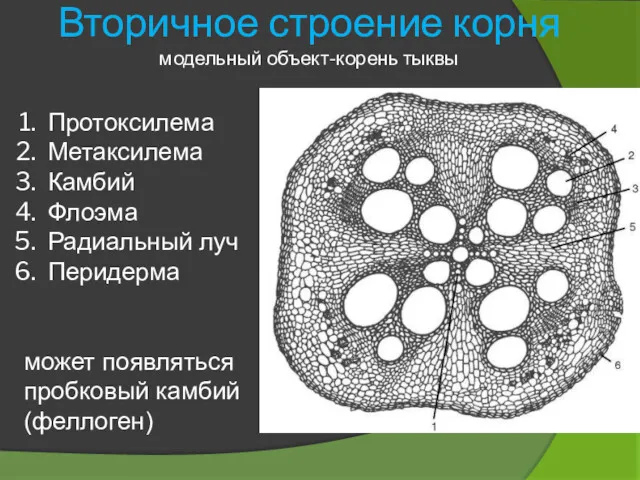 Вторичное строение корня модельный объект-корень тыквы Протоксилема Метаксилема Камбий Флоэма